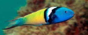 Bluehead wrasse, a fish capable of sex reversal
