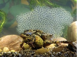 Frogs engaging in external fertilization in water
