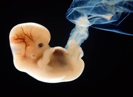 Human embryo, representing internal development and parental care