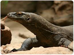 Lizard, some species reproduce by parthenogenesis