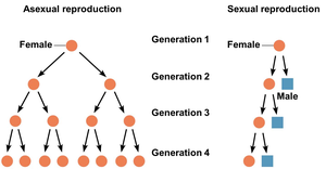 Diagram comparing asexual and sexual reproduction, showing genetic diversity
