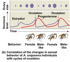 Graph showing hormone levels and behavioral changes in whiptail lizards