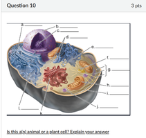 animal cell diagram