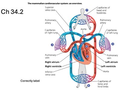 Diagram of the mammalian cardiovascular system showing heart chambers and major vessels