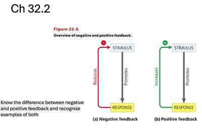 Diagram showing negative and positive feedback loops