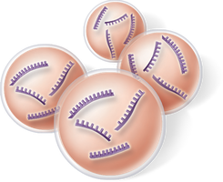First step of chemical selection: self-replicating RNA