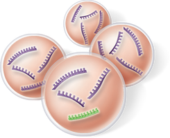 Second step of chemical selection: ribonucleotide synthesis