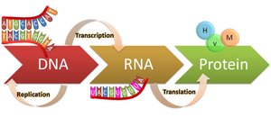 Central dogma: DNA to RNA to Protein