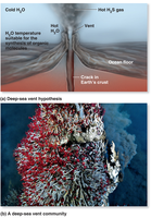 Deep-sea vent hypothesis and community