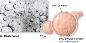 Coacervates: droplets of protein and carbohydrate