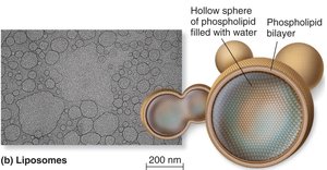 Liposomes: hollow spheres of phospholipid