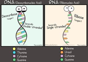 Comparison of DNA and RNA structure and function