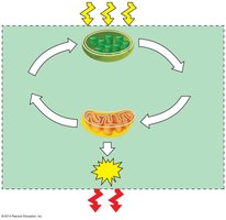 Energy flow between chloroplasts and mitochondria