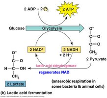 Lactic acid fermentation pathway