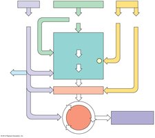 Catabolic pathway entry points