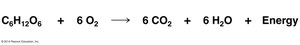 Cellular respiration equation