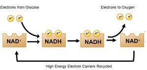 NAD+ and NADH electron transfer
