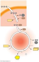 Pyruvate oxidation and citric acid cycle