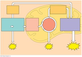 Stages of cellular respiration