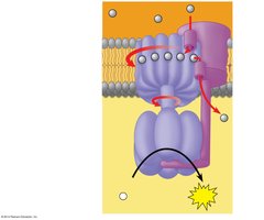 ATP synthase structure and function