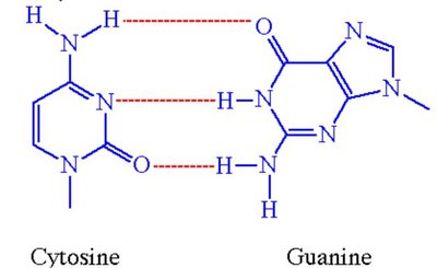 Nucleotide structure with phosphate, sugar, and base