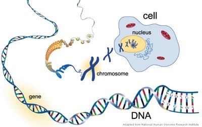 DNA, gene, chromosome, and cell organization
