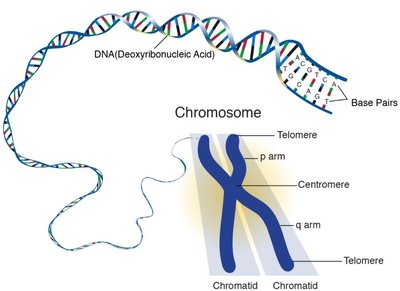 Chromosome structure and DNA