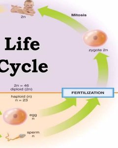 Human karyotype with labeled chromosomes