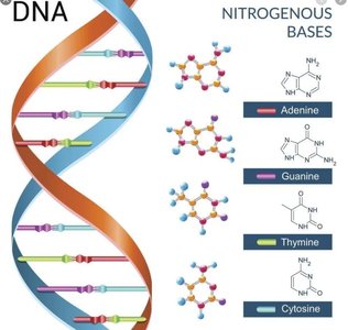 Base pairing in DNA: A-T and G-C