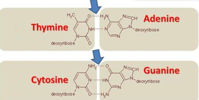 Base pairing in DNA: A-T and G-C