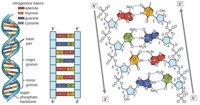 Semi-conservative DNA replication
