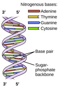DNA double helix with nitrogenous bases