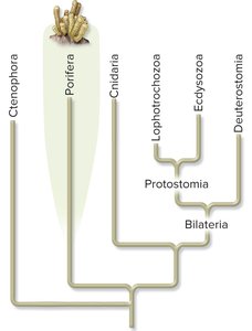 Phylogenetic tree highlighting Porifera (sponges)