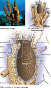 Sponge structure and body plan
