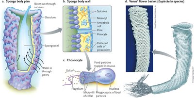 Sponge body plan, wall, choanocyte, and Venus' flower basket