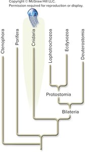 Phylogenetic tree highlighting Cnidaria