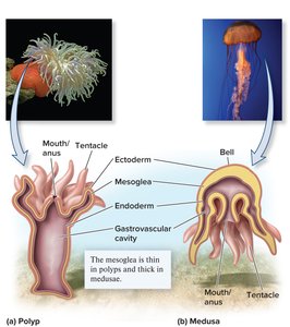 Cnidarian body plans: polyp and medusa