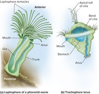 Lophophore and trochophore larva