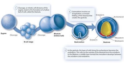 Stages of animal embryonic development: zygote, cleavage, blastula, gastrulation, and germ layers