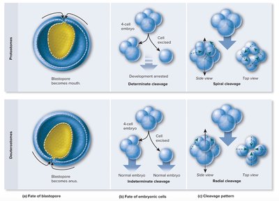 Comparison of protostome and deuterostome development: fate of blastopore, cleavage patterns
