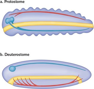 Body plans of protostome and deuterostome animals showing nervous system arrangement