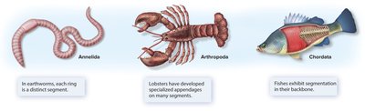 Examples of segmentation in annelids, arthropods, and chordates