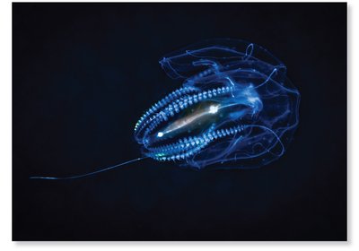 Ctenophore (comb jelly)