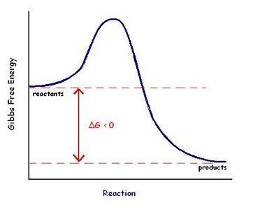 Free energy diagram for an exergonic reaction