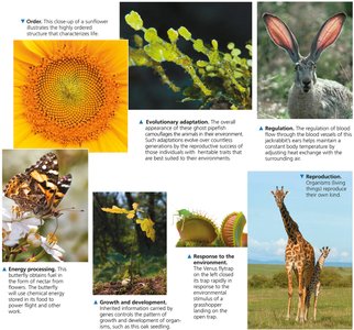 Examples of properties of life
