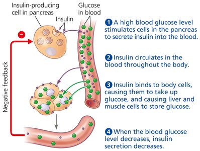 Negative feedback regulation of blood glucose