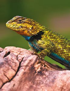 Lizard affected by climate change