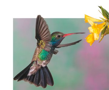 Hummingbird feeding from a flower, illustrating structure and function