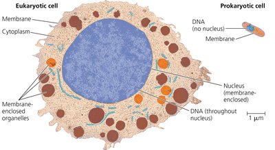 Comparison of eukaryotic and prokaryotic cells