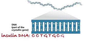 DNA sequence encoding part of a gene